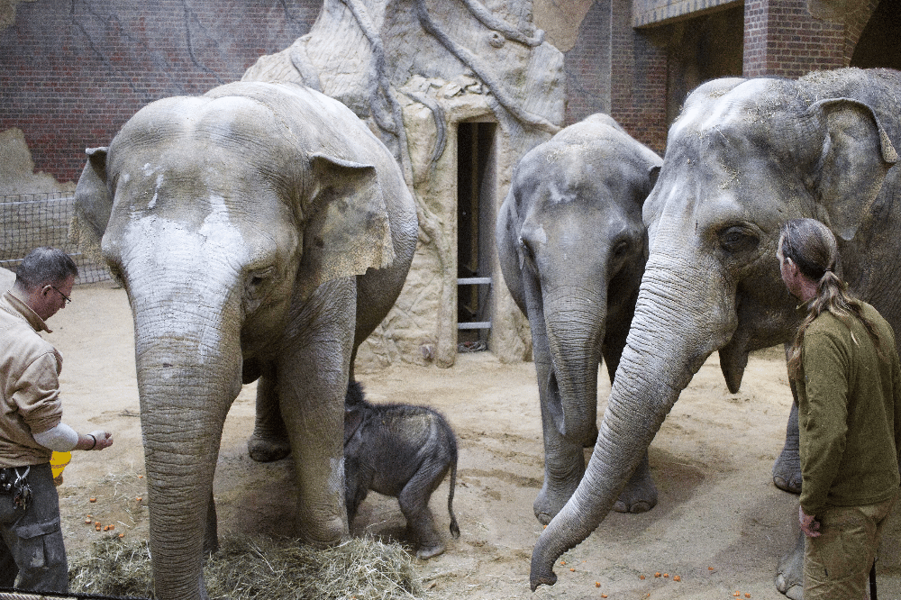 Unter der Aufsicht der Pfleger sind die Tanten beim Trinken dabei © Zoo Leipzig