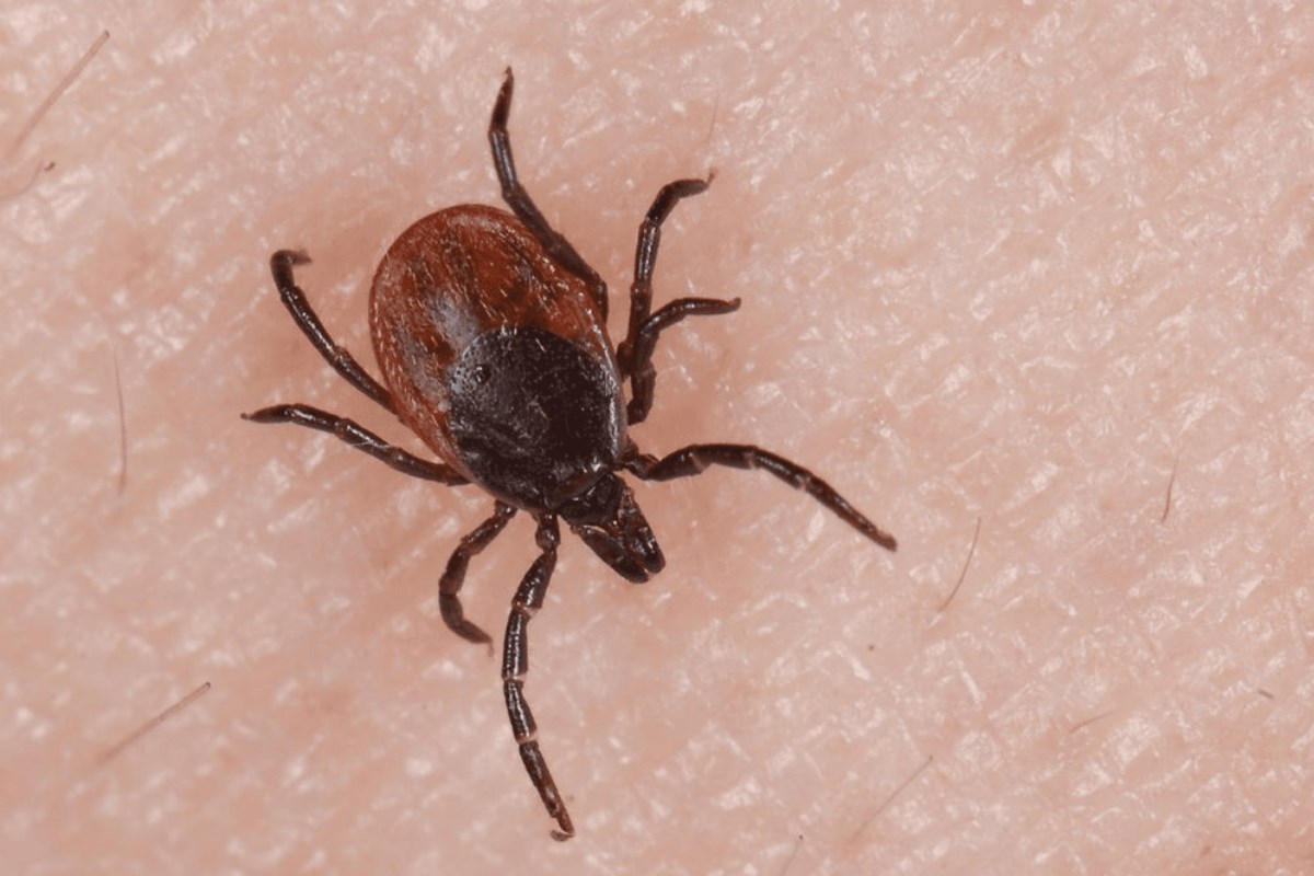 Achtung Zecken: Erste Fälle von Borreliose und FSME in Sachsen gemeldet