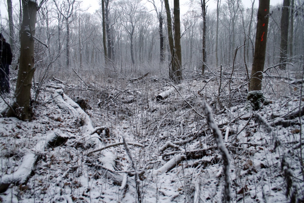 Windbruch in der Burgaue. Foto: Ralf Julke