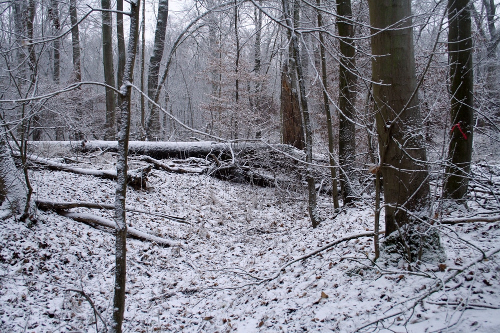 Trocken gelegter Altarm in der Burgaue. Foto: Ralf Julke