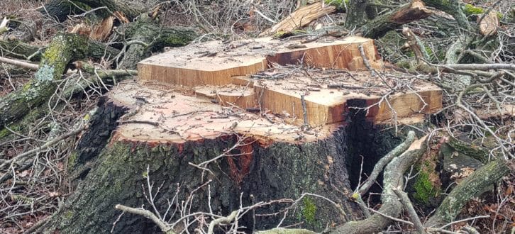 Stumpf einer abgeholzten Eiche bei Dölzig. Foto: NuKLA e.V.