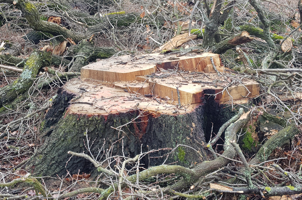 Stumpf einer abgeholzten Eiche bei Dölzig. Foto: NuKLA e.V.