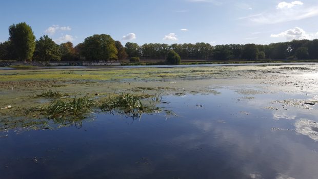 Ein überdüngtes Standgewässer: das Elsterbecken im Sommer 2018. Foto: Marko Hofmann