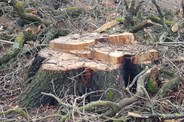 Gefällt bei Dölzig. Foto: NuKLA e.V.