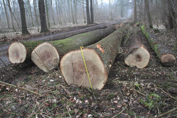 Hier werden augenscheinlich die wertvollen Altbäume systematisch aus dem Wald geholt. Foto: NuKLA e.V.