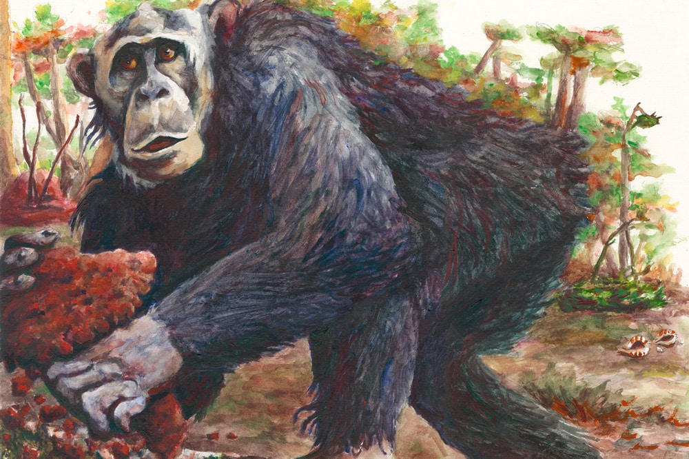 Zeichnung eines Östlichen Schimpansen (Pan troglodytes schweinfurthii) der Region Bili-Uéré im Norden der Demokratischen Republik Kongo. Zeichnung: Cleve Hicks
