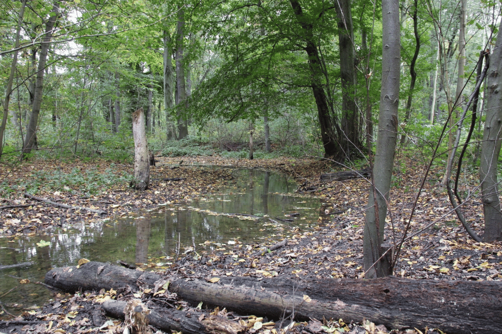 Der Burgauenbach fließt nun seit 20 Jahren. Foto: Dr. Maria Vlaic