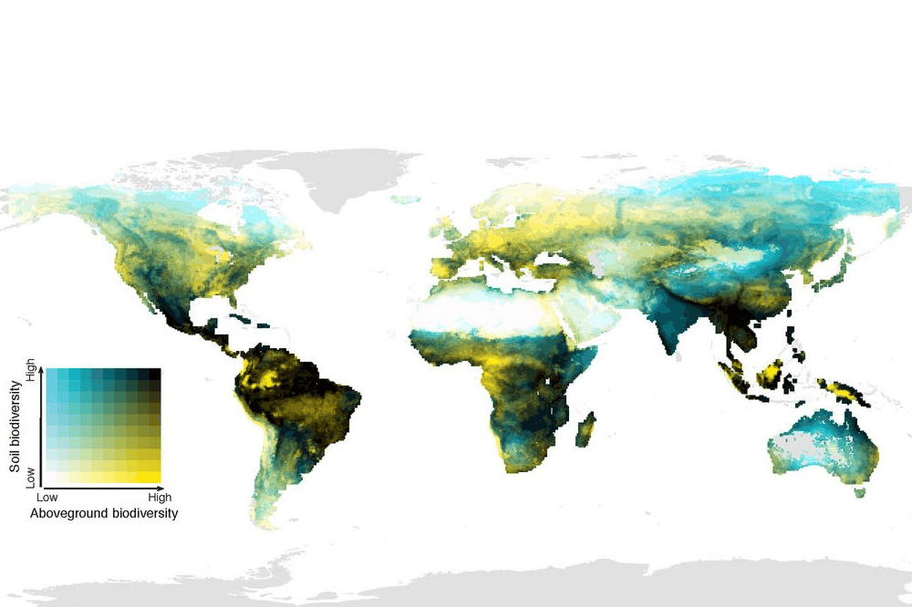 Die globale Verteilung der Überlappung oberirdischer (Säugetiere, Vögel, Amphibien und Pflanzen) sowie unterirdischer (Wirbellose im Boden, Pilze und Bakterien) biologischer Vielfalt. Dunkle Bereiche haben eine hohe biologische Vielfalt über dem und im Boden; hellgelbe Bereiche eine hohe oberirdische biologische Vielfalt, aber geringe Vielfalt im Boden; blaue Bereiche haben eine niedrige oberirdische biologische Vielfalt, aber artenreiche Gemeinschaften im Boden; helle Gebiete sind oberhalb und unterhalb der Bodenoberfläche artenarm. Foto: Conservation Biology