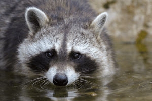 Der Waschb&auml;r &ndash; ein neuer Bewohner der heimischen Natur. Foto: NABU/Rita Priemer