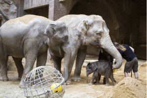 Die direkte Kontaktaufnahme zwischen dem Jungtier sowie Don Chung und Rani wird forciert © Zoo Leipzig
