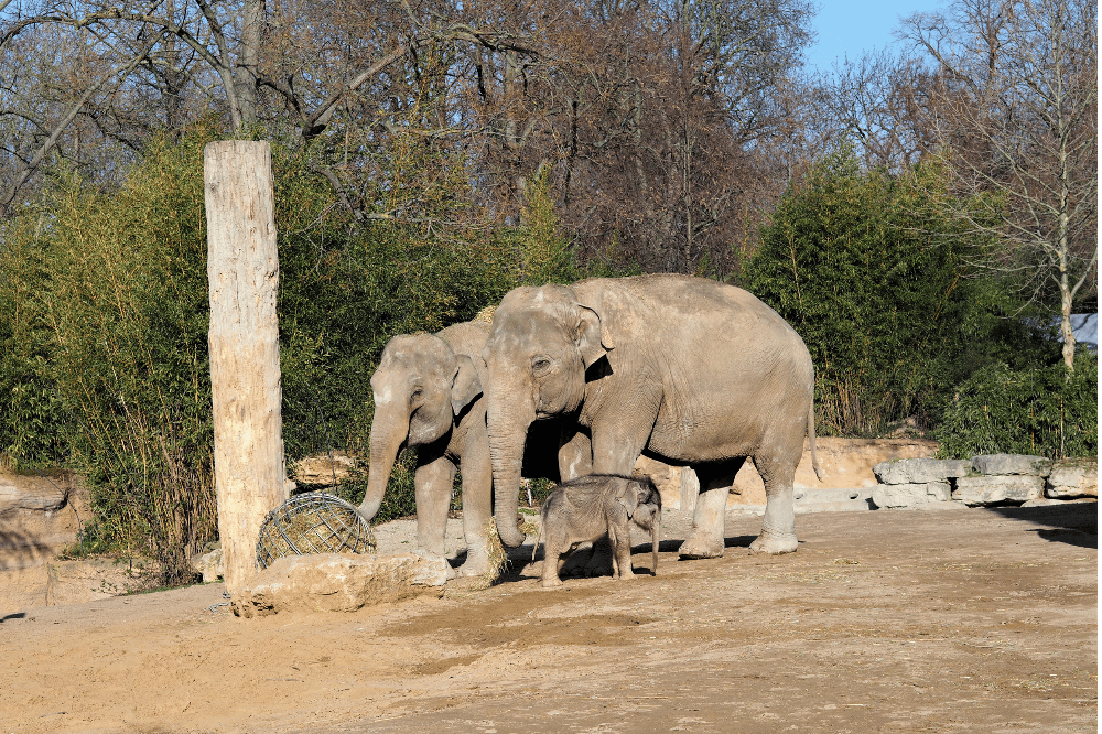 Elefantenkalb zusammen mit den Kühen Don Chung und Rani auf der Außenanlage © Zoo Leipzig
