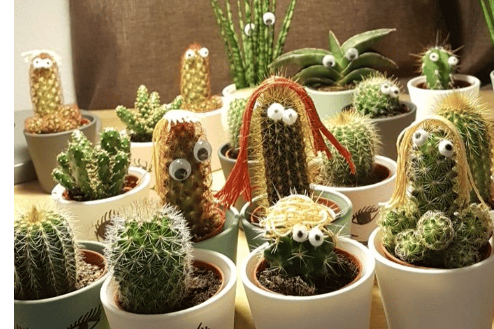 Kakteen bereiten sich auf ihren Auftritt vor. Quelle: Arnold Arpaci, SPD