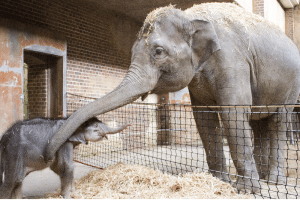 Kontaktaufnahme zwischen dem Elefantenkalb und Elefantenkuh Rani &copy; Zoo Leipzig