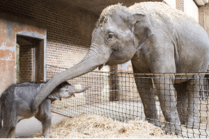 Kontaktaufnahme zwischen dem Elefantenkalb und Elefantenkuh Rani © Zoo Leipzig