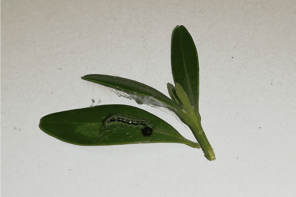 Larve Buchsbaumzünsler. Quelle: LfULG