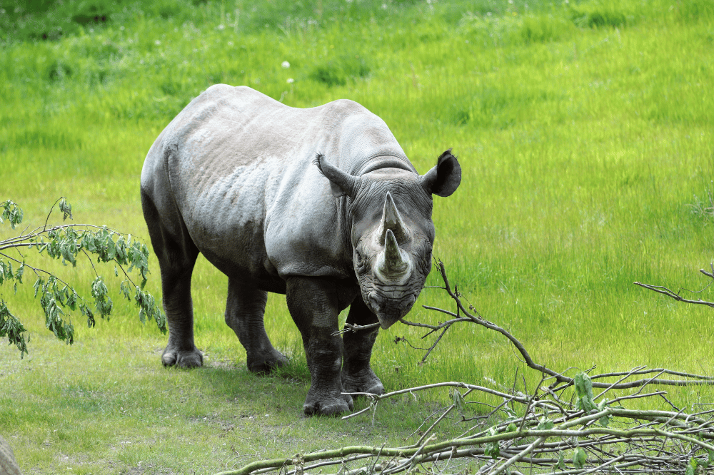 Nashornkuh Nandi auf der Kiwara-Kopje © Zoo Leipzig