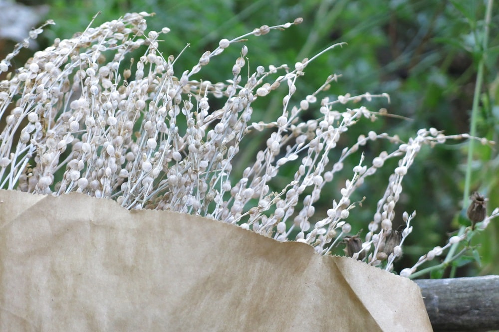 Saatgut ernten, Foto: Ökolöwe