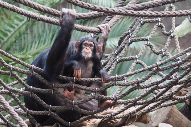 Schimpansenjunges Makeni © Zoo Leipzig