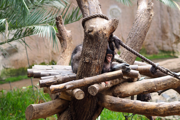 Schimpansenjungtier Youma © Zoo Leipzig