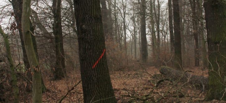 Zum Fällen markierter Baum im Kanitzsch. Foto: NuKLA e.V.