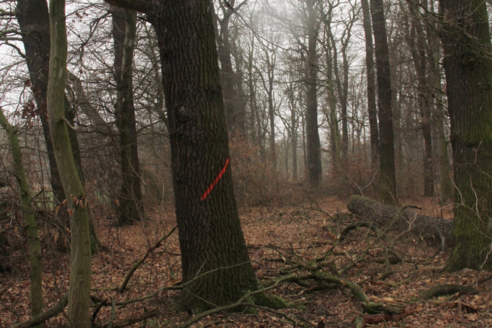 Zum Fällen markierter Baum im Kanitzsch. Foto: NuKLA e.V.