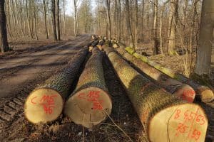 Gesunde Bäume aus der Hartholzaue, geschlagen im Januar 2019. Foto: NuKLA e.V.