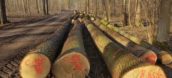 Gesunde Bäume aus der Hartholzaue, geschlagen im Januar 2019. Foto: NuKLA e.V.