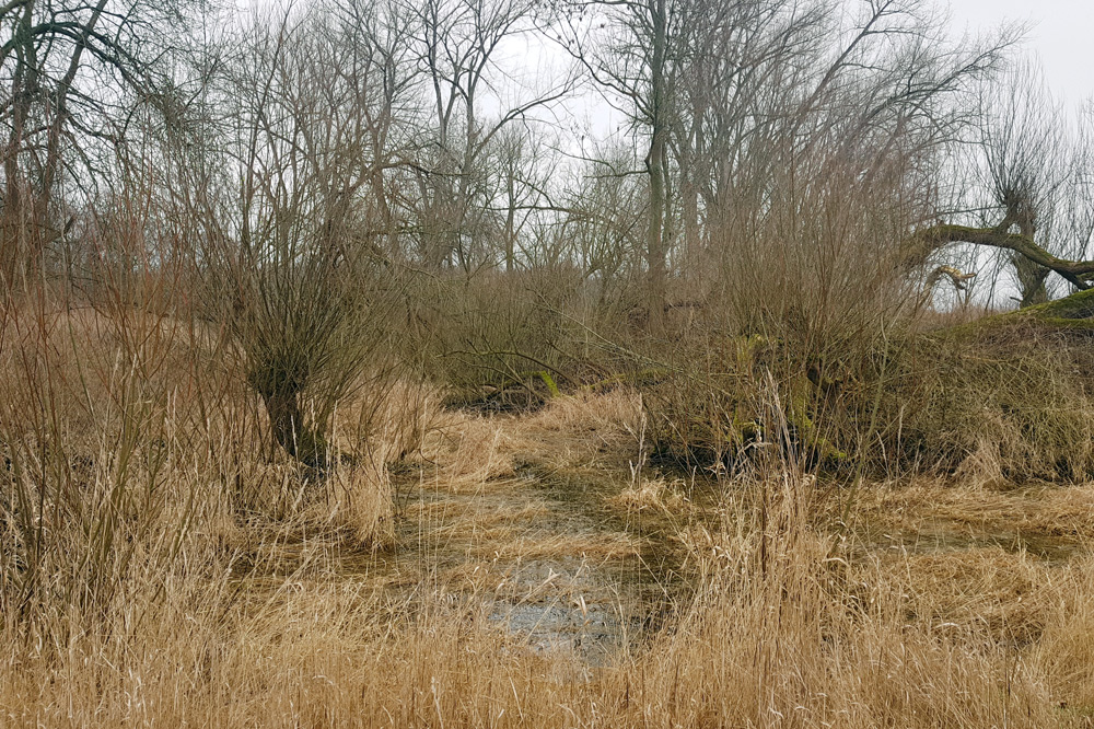 Reste des alten Flusslaufs haben sich als Lache erhalten. Foto: NuKLA e.V.