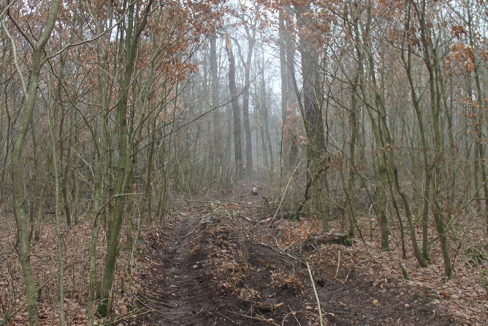 Von schweren Fahrzeugen zerfahrener Wald. Foto: NuKLA e.V.