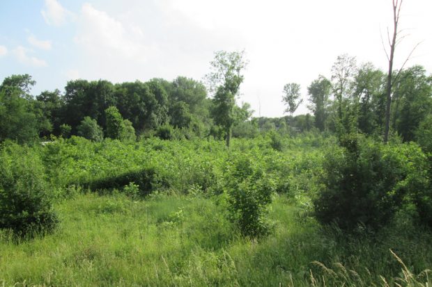 Schwarznussanpflanzung in einem im Auwald geschlagenen Femelloch. Foto: NuKLA e.V.