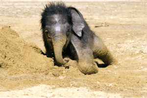 Das Elefanten-Jungtier badet im Sand © Zoo Leipzig
