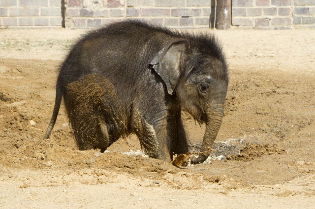 Das Elefantenkalb bringt 134 kg auf die Waage - und widmet sich der Körperpflege © Zoo Leipzig