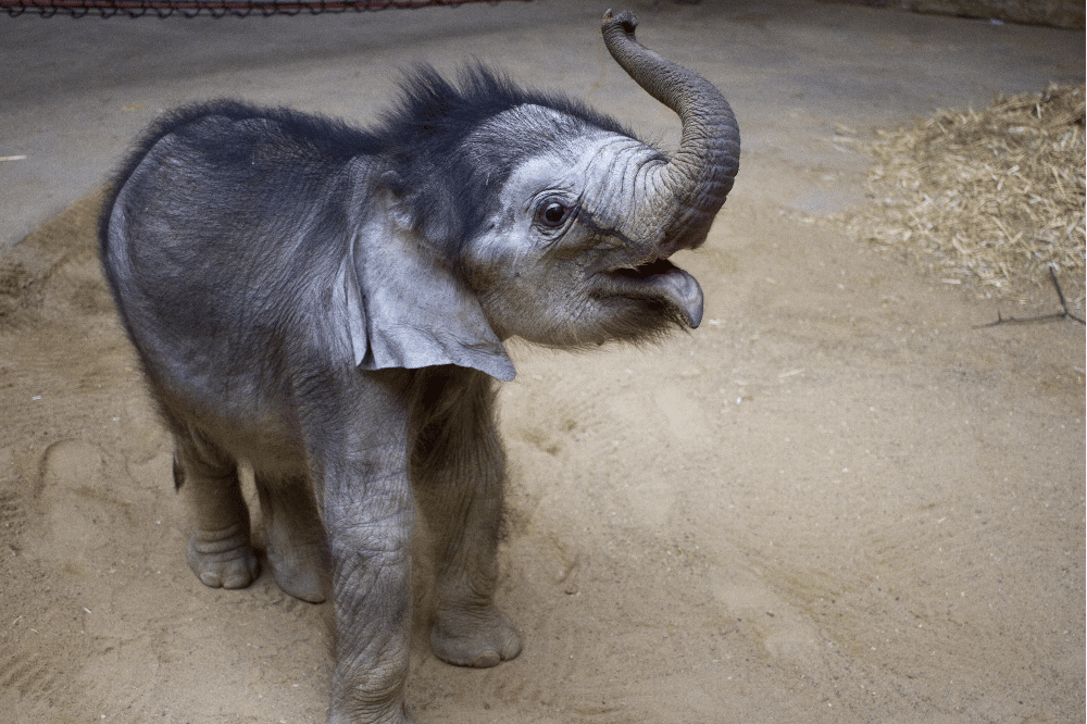Das Jungtier ist jetzt elf Wochen alt © Zoo Leipzig