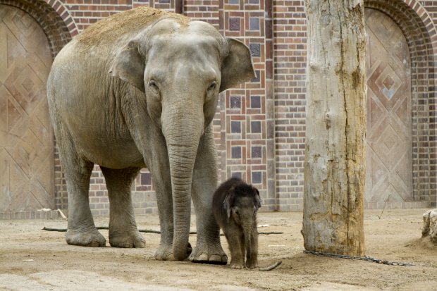 Don Chung und Hoas Kalb sind ein Team © Zoo Leipzig
