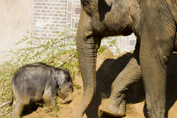 Gemeinsames Sandbad - Don Chung und Hoas Kalb © Zoo Leipzig