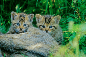 Junge Wildkatzen. Foto: Thomas Stephan / BUND