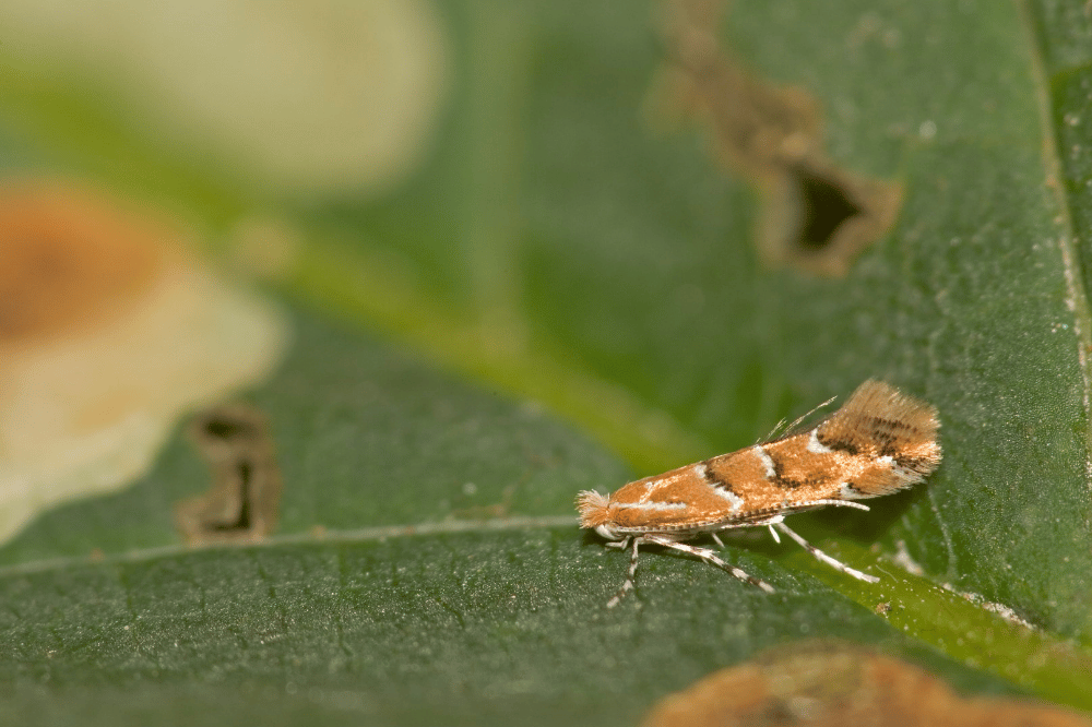 Miniermotte. © NABU/Klemes Karkow