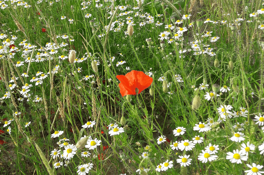 Wilde Wiese im Vorgarten. Foto: L-IZ.de