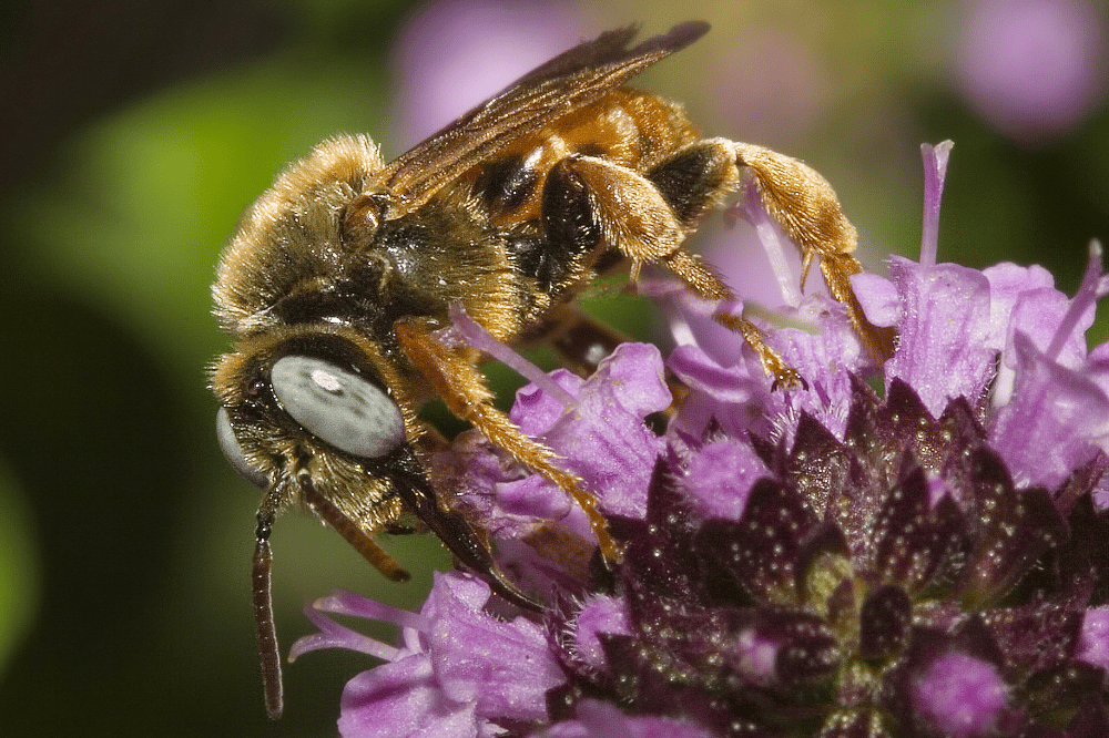 Männliche Schmuckbiene (Epeoloides coecutiens). Foto: Wolf-Harald Liebig