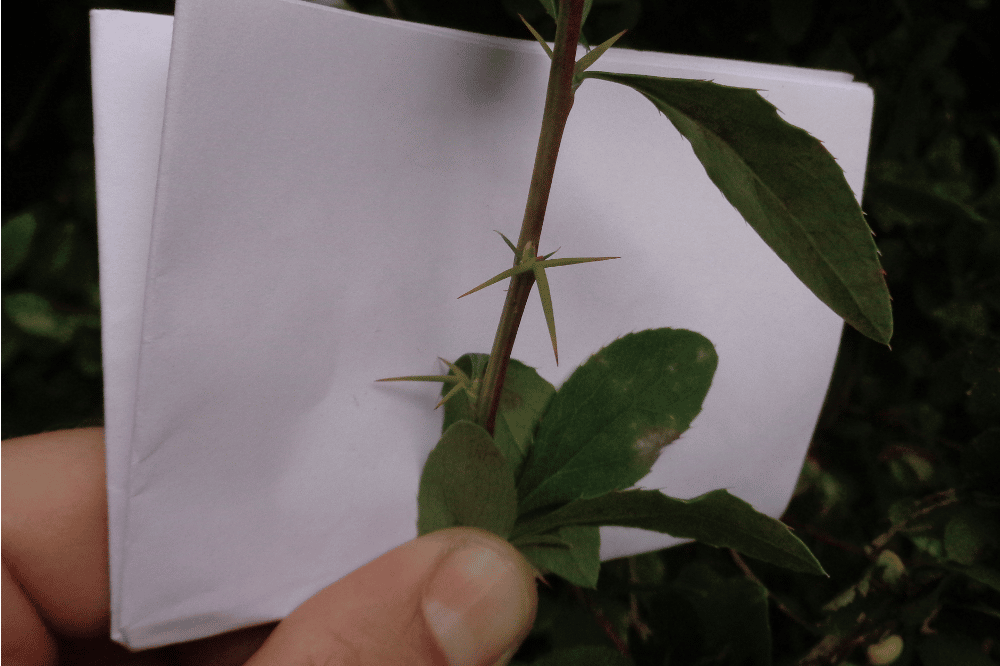 Obstbestimmung, dreizackige Berberitze. Quelle: .erleb-bar