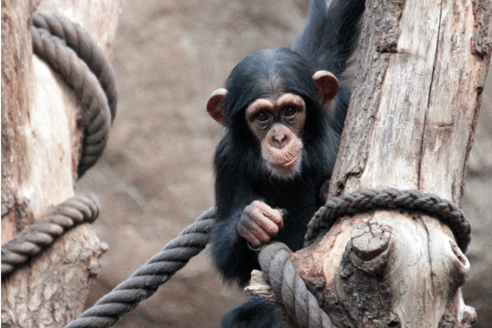 Schimpansen und viele andere Arten stehen bei den Entdeckertagen Affen im Fokus der Aufmerksamkeit © Zoo Leipzig