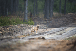 Wolf auf Waldweg. Foto: Heiko Anders/NABU