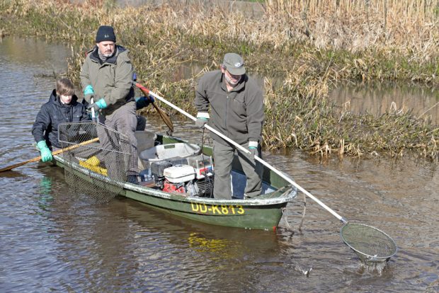 Abfischen im Wallgraben. Foto: Stadt Delitzsch