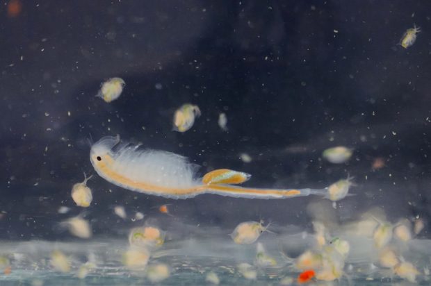 Diese kleinen Krebstierchen gehören zum Zooplankton, das in der Studie untersucht wurde. Auf dem Bild ist ein Feenkrebs (Branchinecta orientalis, 3 - 4 cm groß) zu sehen sowie mehrere Wasserflöhe (Daphnia magna, bis 0,5 cm groß). Foto: Imre Potyó