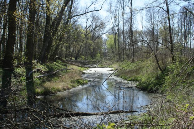 Alter Flussarm der Luppe im nördlichen Elster-Luppe-Gebiet. Foto: Ralf Julke