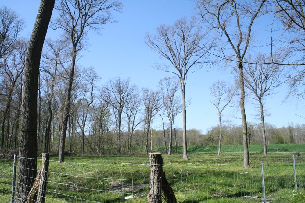 Mittelwald-Bewirtschaftung im Luppe-Gebiet. Foto: Ralf Julke