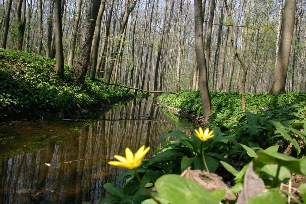 Die Paußnitz im Frühling. Foto: Ralf Julke