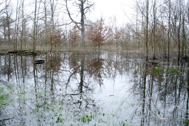 Überflutung 2019 im Gebiet der Paußnitz. Foto: Ralf Julke