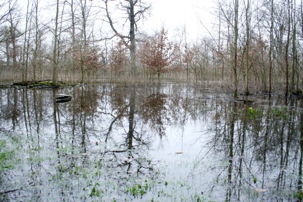 Überflutung 2019 im Gebiet der Paußnitz. Foto: Ralf Julke