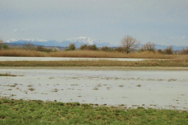 Die Salzlacken in der Region Seewinkel (Österreich) sind besonders wertvolle Lebensräume. Foto: Zsófia Horváth